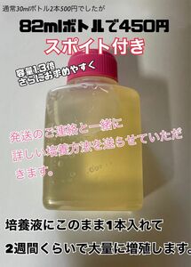 メダカ 針子 稚魚の餌に！！ ビネガーイール 種水　通常の1.3倍量82mlボトル培養液　今だけスポイト付き