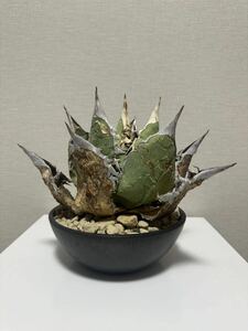 アガベオアハカAgave Oaxaca 現地球