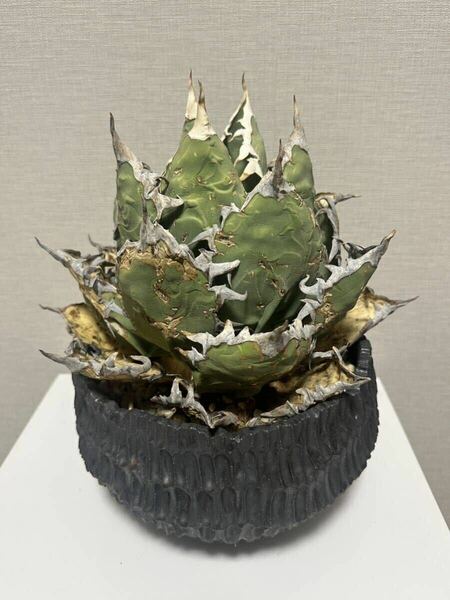 アガベ オアハカ Agave オテロイ 特大現地球