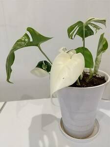 . entering monstera, white Tiger 3 stock ....