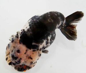  China production white black golgfish 240510