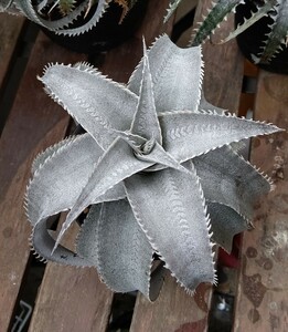 【Dyckia】Qdyckia ディッキア marnier-lapostollei #05 F1 子株　2024.05.18 採取