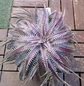 【Dyckia】‘Purple Silver Ball’ Sueb Hybrid　ディッキア　子株　Bromeliad Cultivar Register (16135)　発根済 ラスト1株！