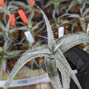 【Dyckia】ディッキア Dyckia marnier-lapostollei ver.estevesii 子株 2024.0506採取の画像3