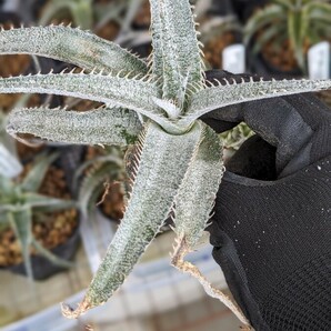 【Dyckia】ディッキア Dyckia marnier-lapostollei ver.estevesii 子株 2024.0506採取の画像6