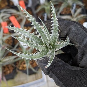 【Dyckia】ディッキア ‘Freddy Kruger’ × ‘Little Wing’Otto Bromeliad Hybrid 2024.04.14採取の画像4