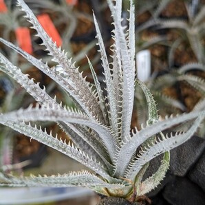 【Dyckia】4ojs xx1-3 Bill Baker Hybrid ディッキア 子株 2024.04.28採取 ラスト1株!の画像3