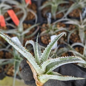 【Dyckia】ディッキア Dyckia marnier-lapostollei 子株 2024.0506採取の画像3