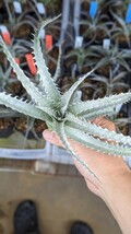 【Dyckia】ディッキア　Dyckia Mountain of Needles’　Bromeliad Cultivar Register (14306) 子株　2024.04.21採取_画像2