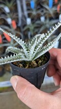 【Dyckia】‘Quantum’ Bill Baker Hybrid　ディッキア　子株　発根済_画像3