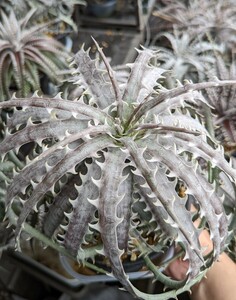 【Dyckia】ディッキア goehringii TF Clone 子株　2024.05.011 採取