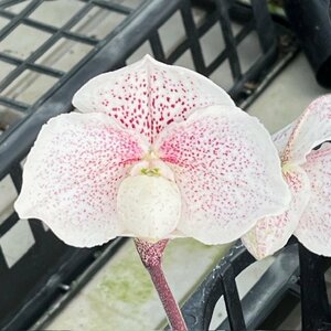 洋蘭 パフィオ Paph ブラキ整形初花2輪咲き