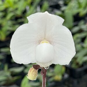 洋蘭 パフィオ 原種　Paph niveum　初花花付き　