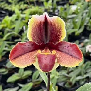 洋蘭 パフィオ Paph ビニ系整形初花　特殊色