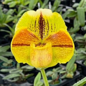洋蘭 パフィオ Paph lippewunder系複色花