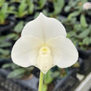 洋蘭 パフィオ Paph ミニチュア白花？