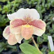 洋蘭 パフィオ Paph Dusty Miller'Mary'の子孫　1茎2輪_画像2