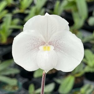 洋蘭 パフィオ 原種　Paph niveum　初花花付き　