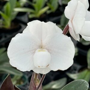 洋蘭 パフィオ 原種　Paph niveum　花付き　ペタル良形　芽数あり