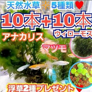 無農薬　天然　水草5種類セット　アナカリス　マツモ草　ウィローモス　アマゾンフロッグピット 　アカウキクサ　ミリオフィラム