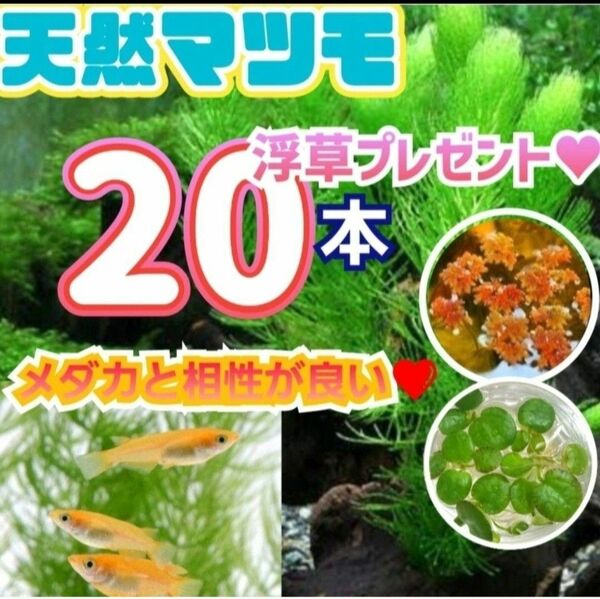 天然　マツモ草　 マツモ　 水草　 ミナミヌマエビ　ラムズホーン　 おもり追加！