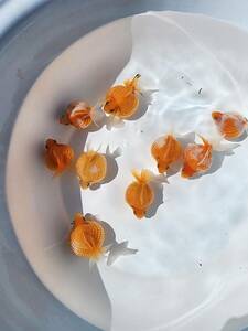 [ Young goldfish ] domestic production pin pon pearl 10 pcs ③