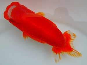 ★ranbou44　岡山 三宅一共６　2歳　14cm　★