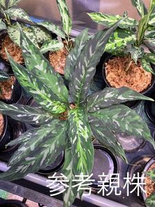 Aglaonema pictum tricolor Aceh Sumatera [LA0616-05] アグラオネマ 