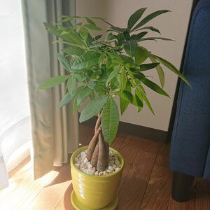 観葉植物 実生パキラ①