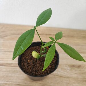 観葉植物 実生パキラ④ 斑入り？