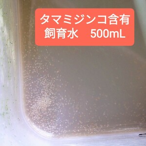 タマミジンコ　飼育水　500mL