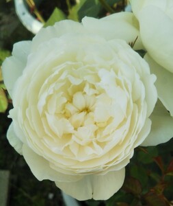  rose seedling W