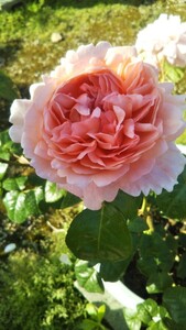 rose seedling S
