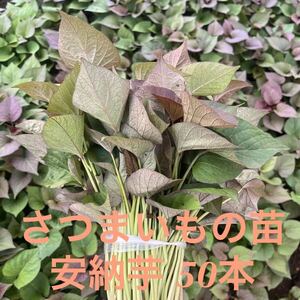 さつまいも 切苗 安納芋 50本