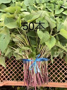 ② * silk sweet 50ps.@ sweet potato seedling *