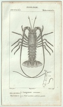 1816年 銅版画 Turpin 自然科学辞典 甲殻類 軟甲綱 イセエビ科 ヨーロッパイセエビ属 ヨーロッパイセエビ_画像1