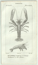 1816年 銅版画 Turpin 自然科学辞典 甲殻類 軟甲綱 アカザエビ科 ヌマエビ科 2種 ヨーロッパアカザエビ_画像1