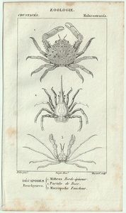 1816年 銅版画 Turpin 自然科学辞典 甲殻類 軟甲綱 ワタクズガニ科 ミスラクス属 クモガニ科 2種 アロークラブ