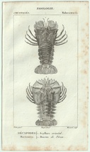 1816年 銅版画 Turpin 自然科学辞典 甲殻類 軟甲綱 セミエビ科 ウチワエビモドキ属 ウチワエビ属 2種_画像1
