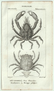 1816 year copperplate engraving Turpin natural science dictionary crustaceans ... Moga ni.pisa. care sigani.kowatakzgani