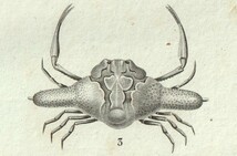 1816年 銅版画 Turpin 自然科学辞典 甲殻類 軟甲綱 コブシガニ科 トゲナガジュウイチコブシ テナガコブシ ロリポップクラブ 3種_画像3
