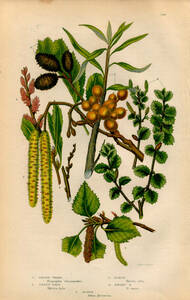 1854年 Pratt 多色石版画 英国の顕花植物 シーバックソーン ヤチヤナギ カバノキ科 ヨーロッパダケカンバ ヨーロッパハンノキなど5種
