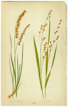 1858年 Lowe 多色刷木版画 英国のイネ科植物 Pl.25 イネ科 コメガヤ属 コメガヤ MELICA NUTANS_画像1