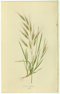 1858年 Lowe 多色刷木版画 英国のイネ科植物 Pl.58 イネ科 スズメノチャヒキ属 BROMUS MAXIMUS