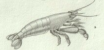 1816年 銅版画 Turpin 自然科学辞典 甲殻類 軟甲綱 アカザエビ科 ヌマエビ科 2種 ヨーロッパアカザエビ_画像3