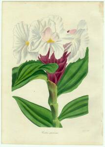 1838年 手彩色 銅版画 PAXTON'S MAGAZINE OF BOTANY オオホザキアヤメ科 オオホザキアヤメ属 フクジンソウ COSTUS SPECIOSUS