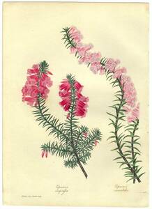 1838年 手彩色 銅版画 PAXTON'S MAGAZINE OF BOTANY ツツジ科 エパクリス属 EPACRIS VARIABILIS