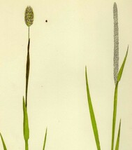 1858年 Lowe 多色刷木版画 英国のイネ科植物 Pl.9 イネ科 アワガエリ属 ミヤマアワガエリ Phleum alpinum_画像2