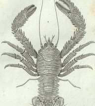 1816年 銅版画 Turpin 自然科学辞典 甲殻類 軟甲綱 コシオリエビ科 タンスイコシオリエビ科 2種_画像2