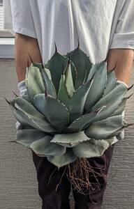 [ beautiful shape extra-large ] agave Paris - tiger n car ta reference W approximately 38cm,H approximately 28cm ( search chitanota)